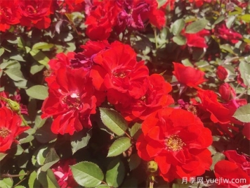 常用的花壇花卉有哪些？