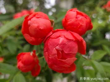 木香花花期有多長？一年開幾次花？