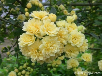 木香花品種有哪些？產(chǎn)地分布在哪？