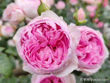 為什么你的盆栽盆栽不開花？導(dǎo)致月季不開花的原因