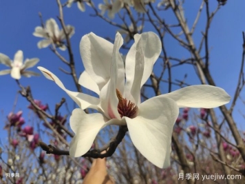 玉蘭花的品種很多，該如何區(qū)分？