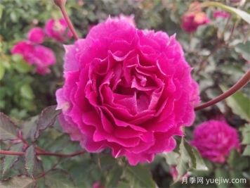 天方夜譚月季，四季開(kāi)花，濃香耐熱又耐寒