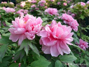牡丹與芍藥如此相似，有何區(qū)別