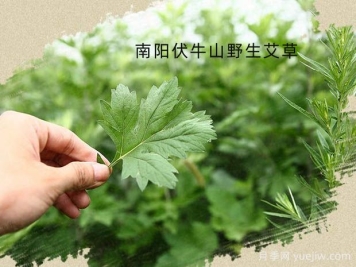 第七屆中國艾產(chǎn)業(yè)發(fā)展大會(huì)將于5月12日在南陽舉辦