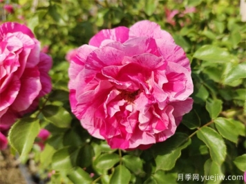 描寫月季花的小學生作文范文5篇