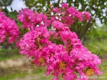 200種園林植物識別、應(yīng)用與養(yǎng)護