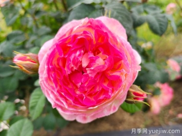 詹森月季是多季花，養(yǎng)護(hù)容易嗎？