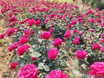北方地區(qū)如何讓工程月季早春開花？