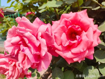 月季之美，在于持久不衰的芬芳