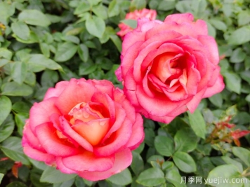 中國(guó)古人種植月季的經(jīng)驗(yàn)！看看老祖宗是怎么種月季花的！