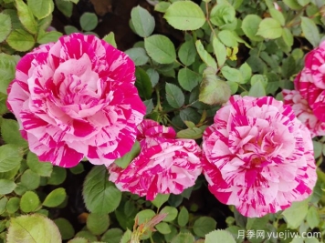 哪些植物相生相克？看其中奧秘