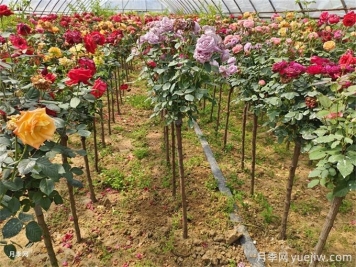 一株月季花開多色，芽接教你如何做到