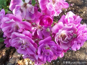 推薦20款大型藤本月季，稀有品種，好養(yǎng)抗病