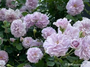 藍色陰雨月季，花量大、長勢快、花色清新