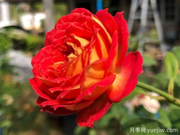 5個(gè)藤本月季，讓你得到一個(gè)花開(kāi)不斷的夏天