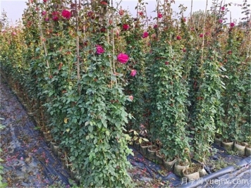 綠籬模紋造型植物、草坪修剪技術(shù)及冬剪知識(shí)要點(diǎn)
