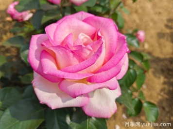 小區(qū)內(nèi)植物怎么修剪？