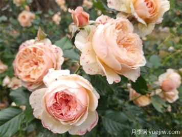 月季花苞打不開、枯萎是咋回事？