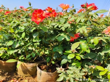 月季生長停滯不發(fā)新芽咋辦？如何破解月季僵苗？