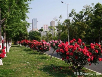 昆明市呈貢區(qū)2500余株樹(shù)狀月季齊綻放，街頭處處是風(fēng)景