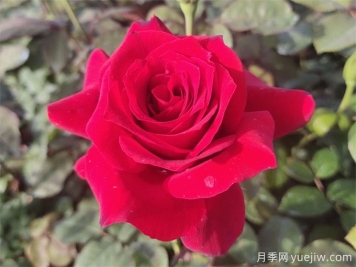 送花有講究，玫瑰花語、支數(shù)寓意告訴你