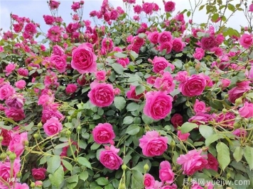 想讓月季多開(kāi)幾波花？藤本月季橫拉有辦法