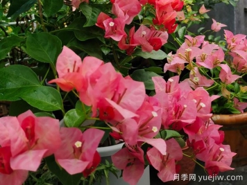 最勤花的5個(gè)三角梅品種，又美又勤勞