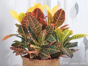 變?nèi)~木的養(yǎng)護(hù)方法及注意事項有哪些