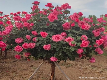 樹狀月季嫁接過程中需要注意什么事項(xiàng)？
