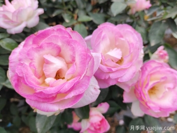 常見植物風(fēng)水學(xué)之“五行”劃分，讓你的運勢更旺！