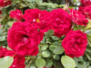 薔薇花的花語，八大顏色薔薇的花語