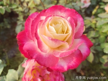 3個適合新手栽種的優(yōu)秀月季品種