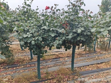 秋季樹狀月季種植管理和養(yǎng)護介紹
