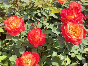 月季花葉病防治