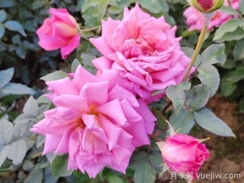 畢節(jié)市園林綠化適合種月季花嗎？