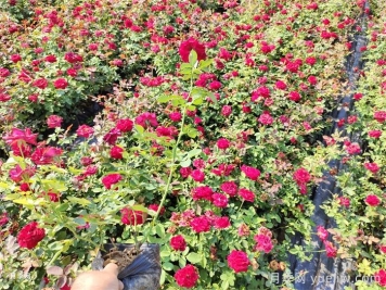 延安市園林綠化適合種月季花嗎？