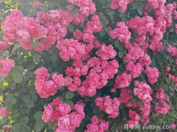月季薔薇每次開花后怎么養(yǎng)護(hù)？