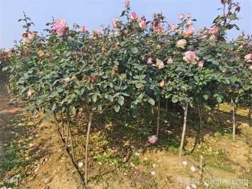 月季秋季施肥后需要澆水嗎？