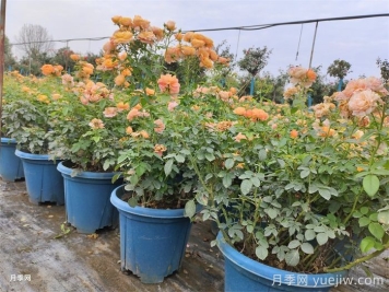 如何判斷月季盆花需要換盆？
