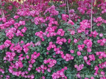 藤本月季花期是什么時候？