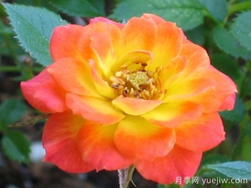 金太陽(yáng)月季/太陽(yáng)黃金