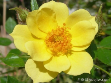 檸檬喜悅月季