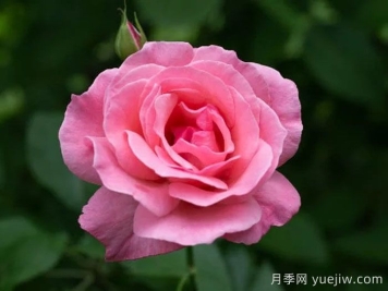 伊麗莎白女王的優(yōu)缺點是什么？