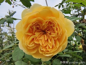 黃金慶典月季介紹及優(yōu)缺點