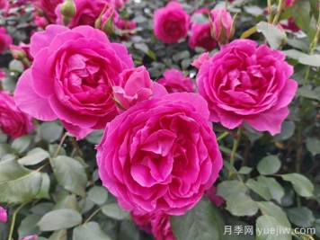 大游行月季介紹及優(yōu)缺點