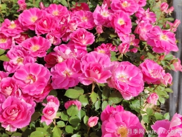 月季花的開(kāi)花持續(xù)時(shí)間有多長(zhǎng)？