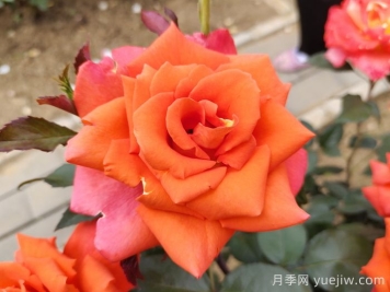 月季，每一花都是獨(dú)一無二的魅力