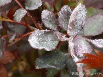 月季白粉病怎樣防治？