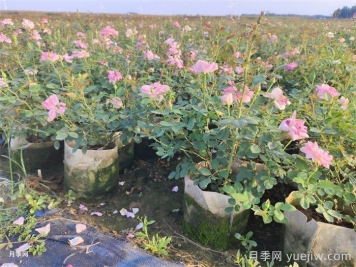 月季花葉子發(fā)黃怎么回事？4個(gè)原因