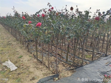 月季冬剪有統(tǒng)一時(shí)間嗎？各地不同別亂剪
